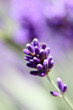 Lavendelblüte