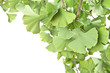 Ginkgo leaves, homeopathy