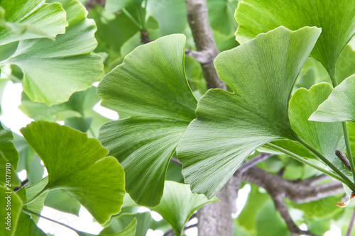 Foto: Ginkgoleaves for medicine Ginkgoleaves for medicine