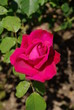 Foto: Edelrose in Pink Edelrose in Pink