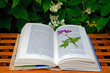 Dried flower in a book