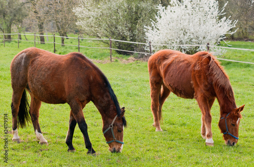 Foto: Two grazing red horses Two grazing red horses