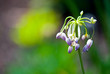Allium macranthun