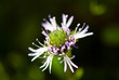 alpine flower
