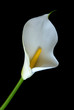 Alone white Calla lily flower on a black background