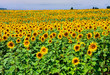 Sunflower field
