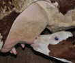 veau suçotant un pis de vache