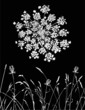 Vector Queen Anne's Lace Vector Queen Anne's Lace