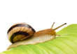 Snail