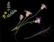 Vector illustration of summer wildflowers. Vector illustration of summer wildflowers.