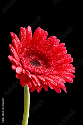 Foto: red gerber red gerber