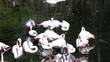 flamingos