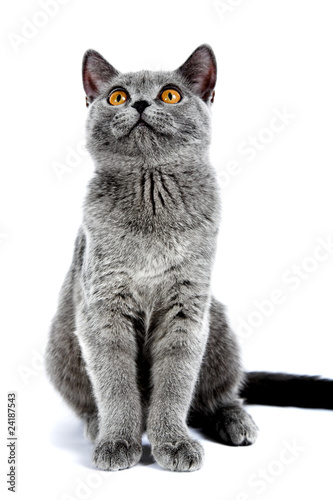 Photo: British kitten British kitten