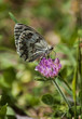 mariposa libando