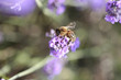 abeille lavande2