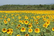 champs tournesol