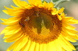 tournesol abeille