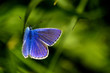 Common Blue Butterfly