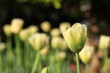 yellow and green tulips