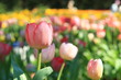 colorful tulips