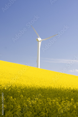 Photo: Windmill and rape field Windmill and rape field