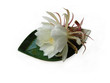 Queen of the night Brahma Kamal One