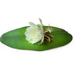 Queen of the night Brahma Kamal Seven