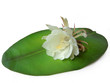 Queen of the night Brahma Kamal Six Queen of the night Brahma Kamal Six