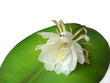 Queen of the night Brahma Kamal Eight