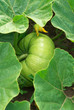 Grow pumpkin Grow pumpkin
