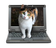 small laptop with cat small laptop with cat