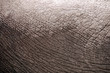 elephant skin