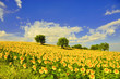 girasoli 6 girasoli 6