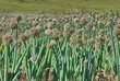 campo di cipolle