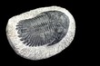 fossile de trilobite
