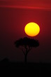 African sunset in Masai Mara, Kenya