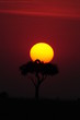 African sunset with bird's silhouette.