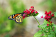 Monarch butterfly sits on a flower