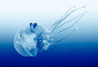 Marine Life