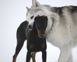 dogs