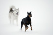 dogs