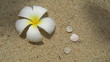 sable blanc et fleurs