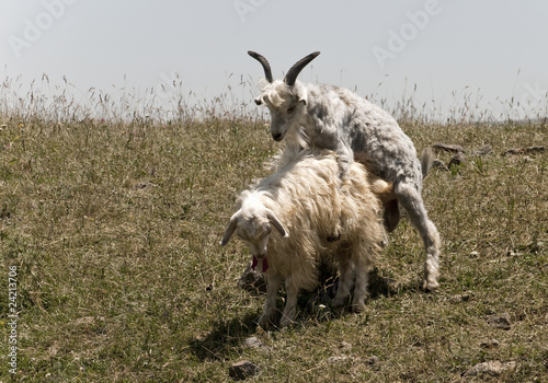 Photo: goat copulation scene goat copulation scene