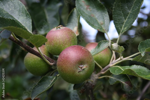 Photo: apples on tre apples on tre