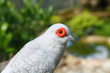 tropical birds