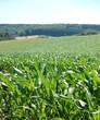Maisfeld Maisfeld