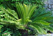 cycas revoluta