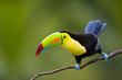 Keel Billed Toucan, from Central America. Keel Billed Toucan, from Central America.
