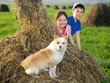 hay