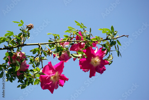 Foto: Wildrose Wildrose